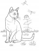 disegni/gatti/gatti_cats_ 29.jpg